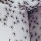 Imagen para el artículo titulado Cuando un cambio en el clima provoca una plaga de arañas Huntsman en el cuarto de tus hijos